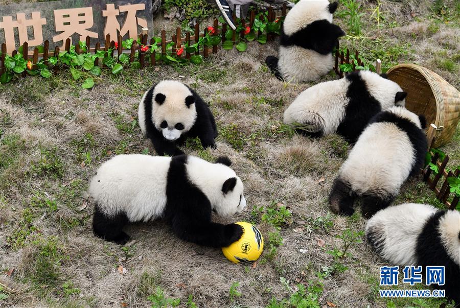 Pandas Compete in 'Football Mat